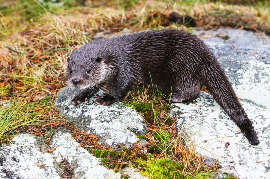 From Rovaniemi: Tour to Ranua Wildlife Park - Should you book this Ranua Wildlife Park tour?