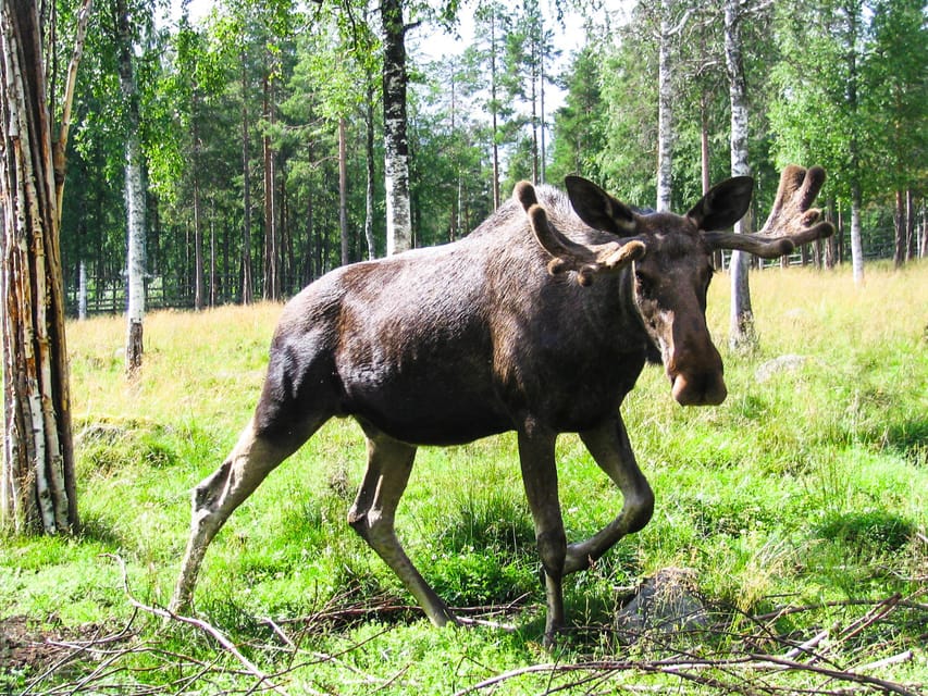 From Rovaniemi: Tour to Ranua Wildlife Park - Entering a forest of Arctic animals