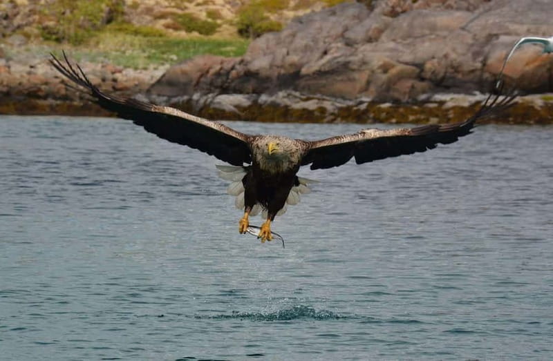 From Svolvær: Lofoten RIB Sea Eagle Safari Trollfjord Cruise - Meeting the sea eagles around Trollfjord