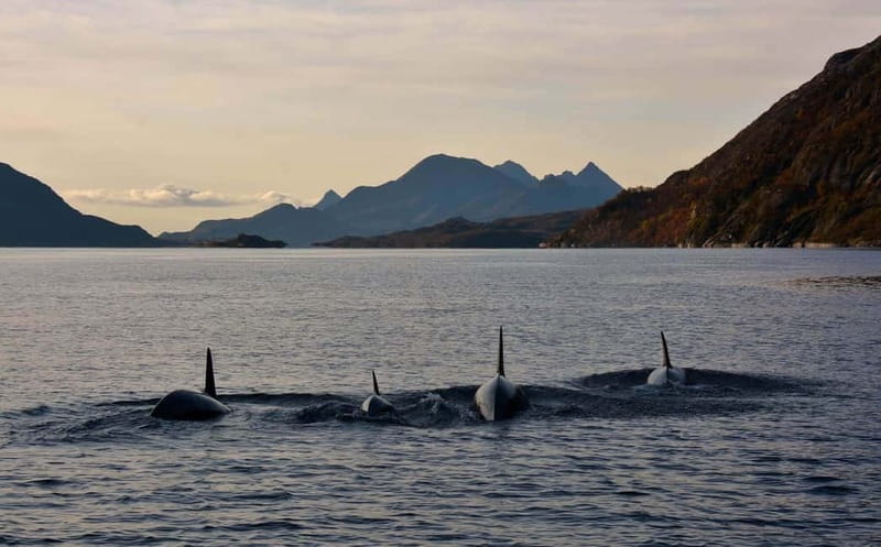 From Svolvær: Lofoten RIB Sea Eagle Safari Trollfjord Cruise - Is $107 good value?