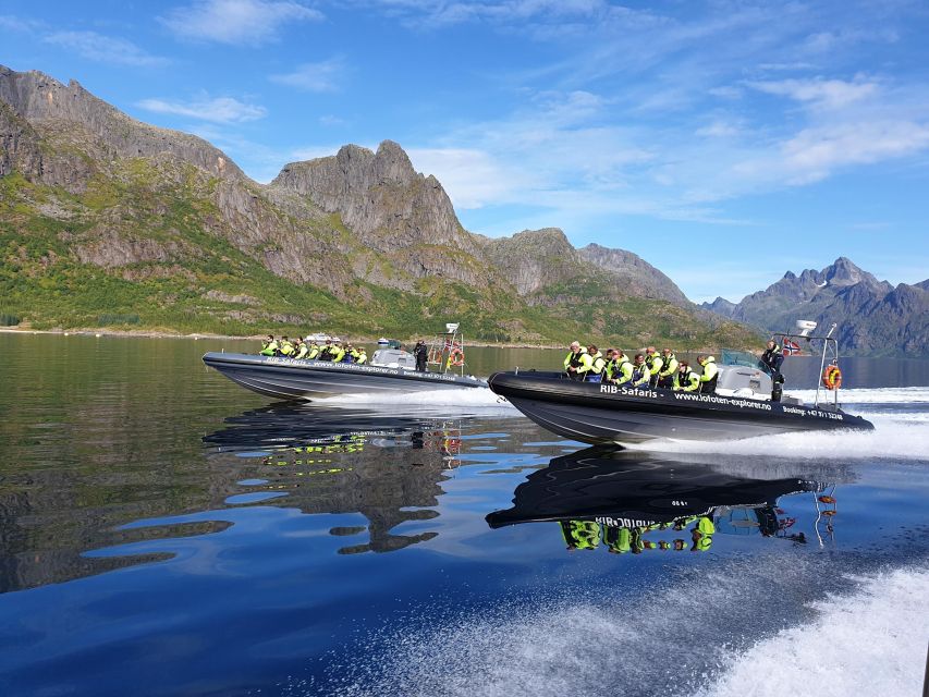 From Svolvaer: Trollfjorden Wildlife RIB Cruise - Why this Svolvaer boat trip is worth your time