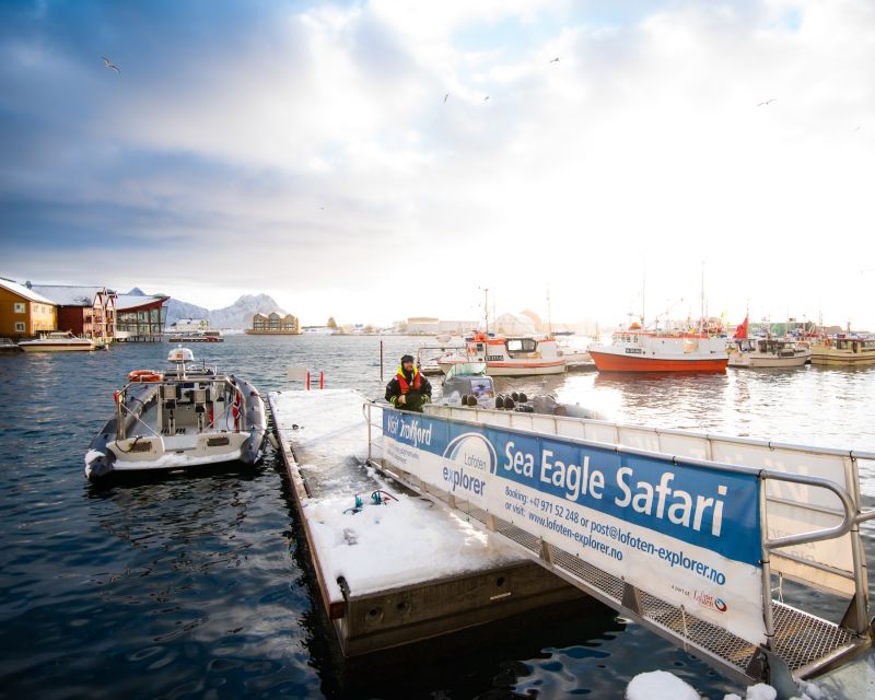 From Svolvaer: Trollfjorden Wildlife RIB Cruise - Who should book this experience?