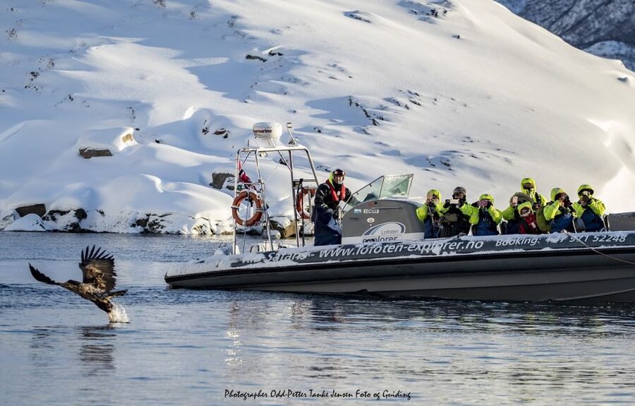 From Svolvaer: Trollfjorden Wildlife RIB Cruise - Booking details that matter