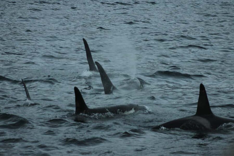 From Tromsø: All-Inclusive Whale & Orca Safari - The long run from Tromsø to Skjervøy