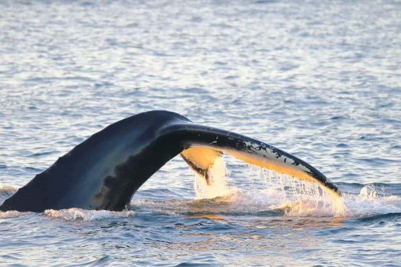 From Tromsø: All-Inclusive Whale & Orca Safari - Finding whales in Skjervøy’s feeding waters
