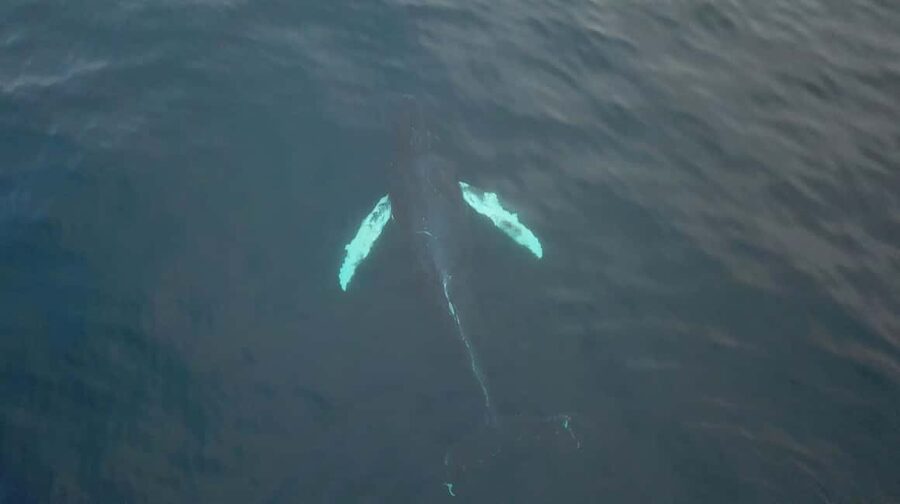 From Tromsø: All-Inclusive Whale & Orca Safari - Hot drinks, snacks, and the packed lunch