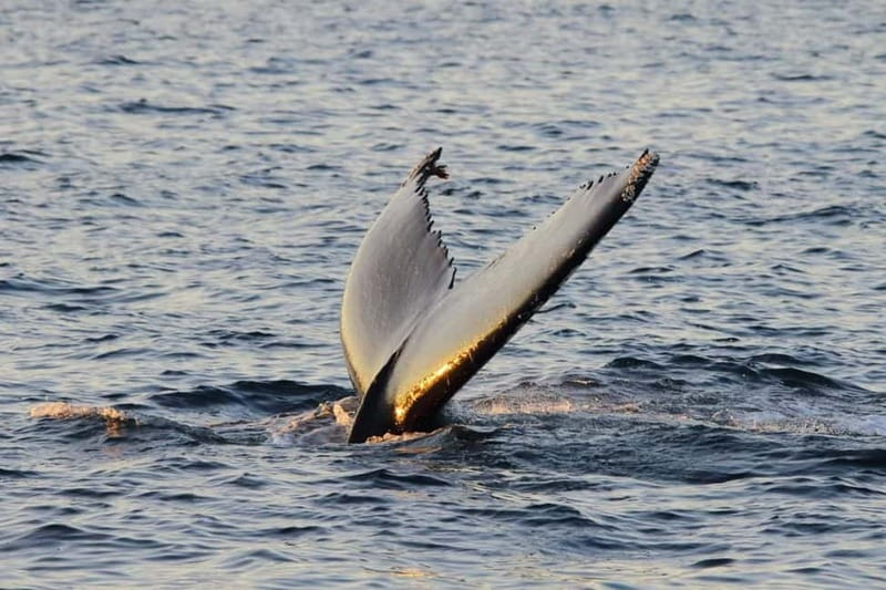 From Tromsø: All-Inclusive Whale & Orca Safari - Seabirds, eagles, and the quieter sightings