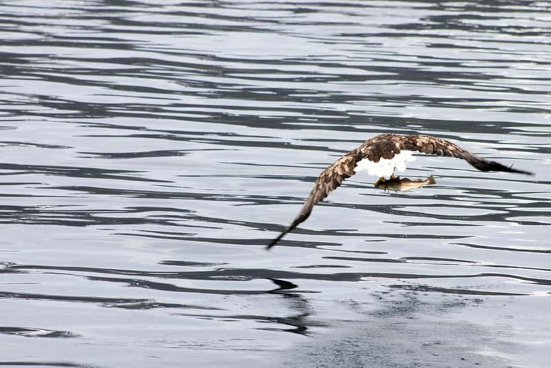 From Tromsø: All-Inclusive Whale & Orca Safari - What $186 buys you