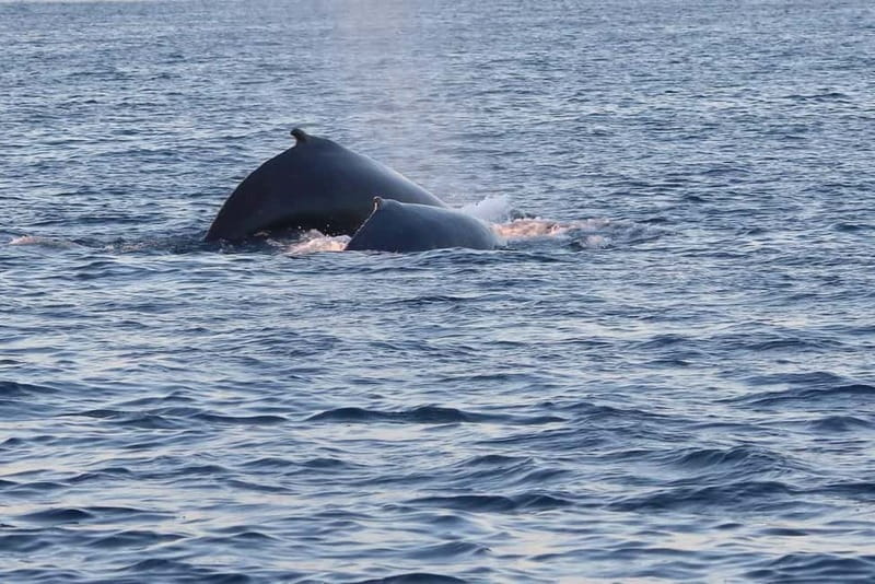 From Tromsø: All-Inclusive Whale & Orca Safari - Who should book this safari