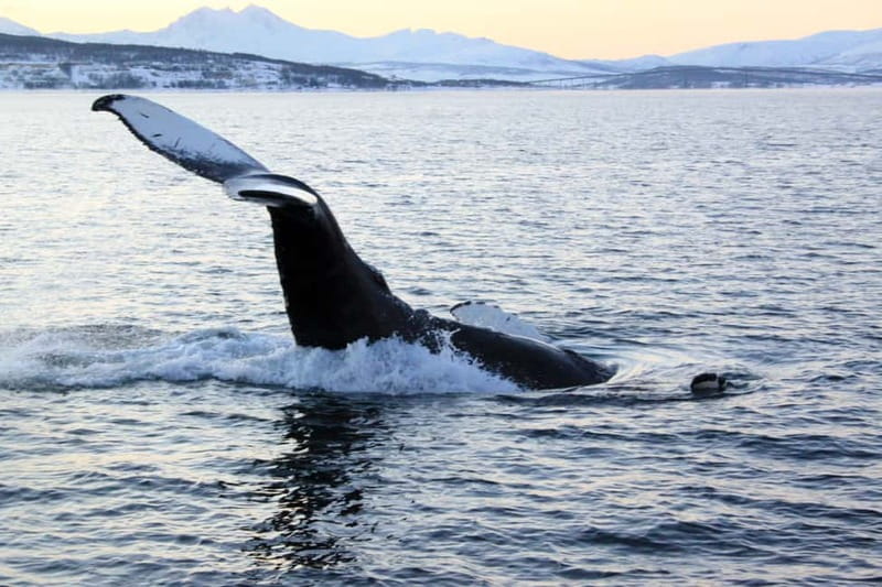 From Tromsø: All-Inclusive Whale & Orca Safari - A boat built for a long Arctic day