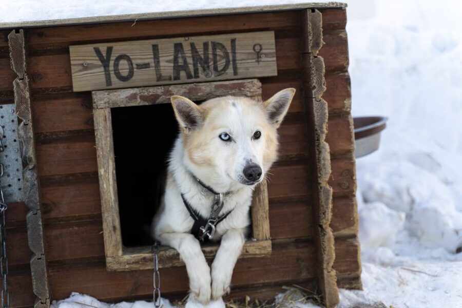 From Tromsø: Fun and Easy Dog Sledding Adventure - About an hour on open fields and forest trails
