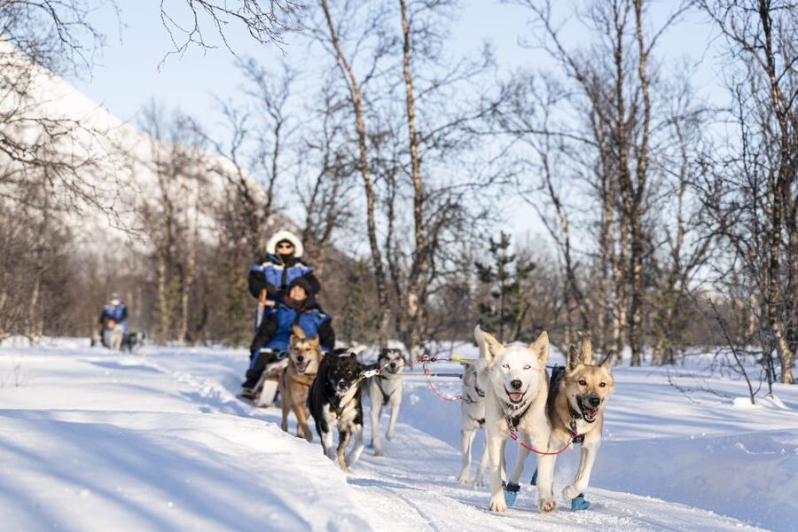 From Tromsø: Fun and Easy Dog Sledding Adventure - Tea, cake, and a Sami lavvu