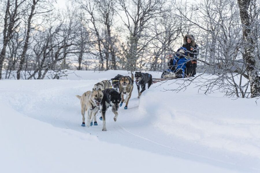 From Tromsø: Fun and Easy Dog Sledding Adventure - Booking advice and final call