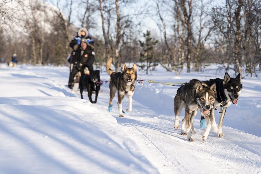 From Tromsø: Fun and Easy Dog Sledding Adventure - Learning to drive a team of huskies