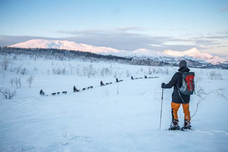 From Tromsø: Guided Husky Snowshoe Hike and Husky Camp Visit - Hot Berry Drink and Cake in the Snow