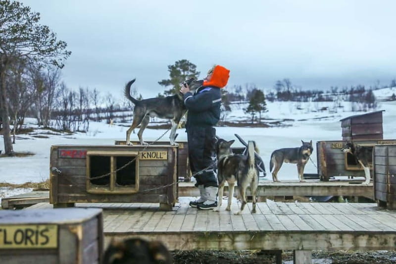 From Tromsø: Guided Husky Snowshoe Hike and Husky Camp Visit - Meeting the Pack and the Puppies