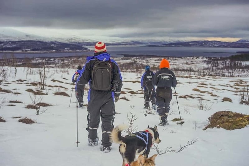 From Tromsø: Guided Husky Snowshoe Hike and Husky Camp Visit - Walking With the Huskies