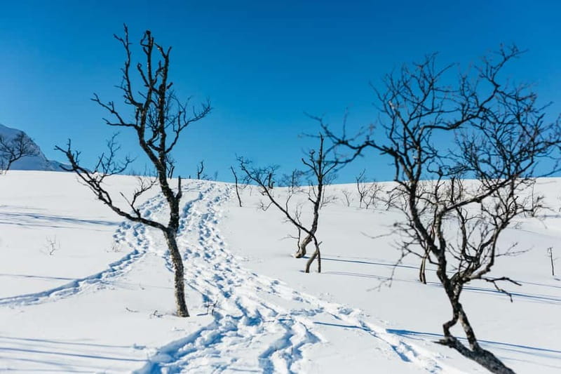 From Tromsø: Snowshoeing Hike with Picnic Lunch and Photos - What to wear and pack
