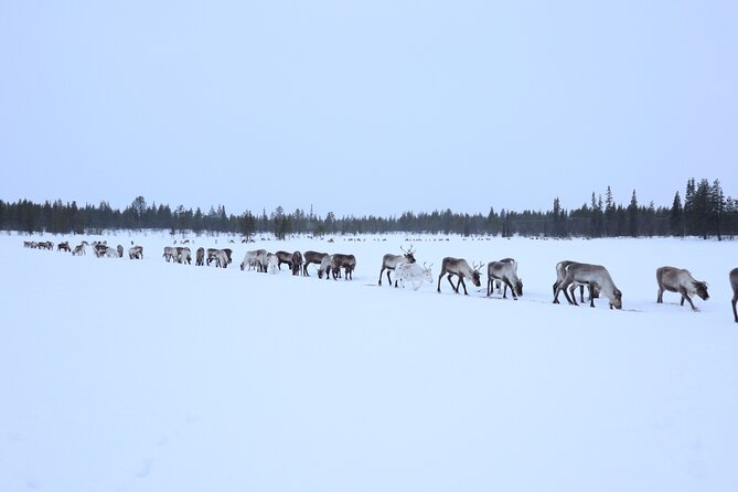 Full-Day Reindeer Tour with Pickup in Kiruna - Why this is more than a reindeer sled ride
