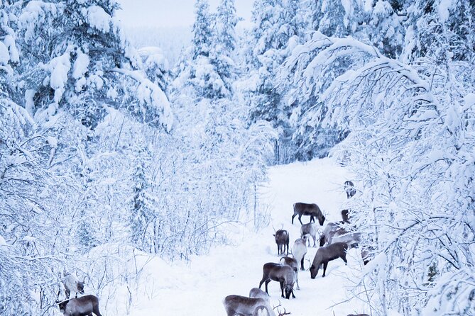 Full-Day Reindeer Tour with Pickup in Kiruna - Feeding the herd by hand