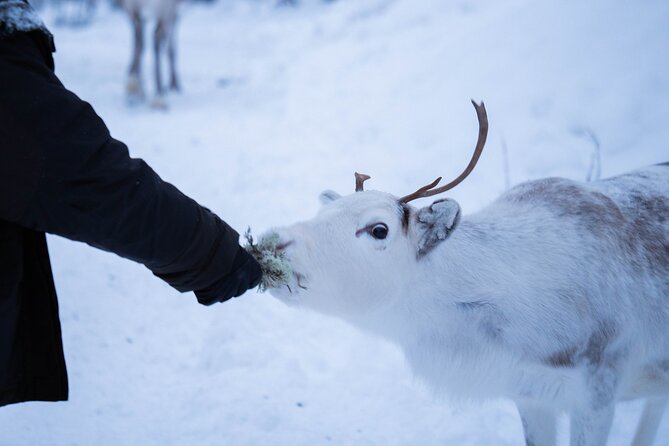 Full-Day Reindeer Tour with Pickup in Kiruna - The one-kilometer reindeer sled ride