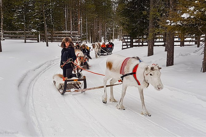 Guided reindeer farm visit and one hour sledge safari - A traditional Lappish outing at Kopara Reindeer Park