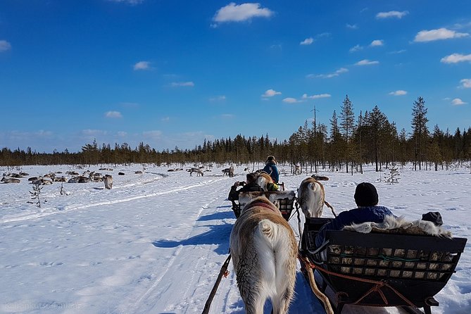 Guided reindeer farm visit and one hour sledge safari - Staying warm on a stationary sledge