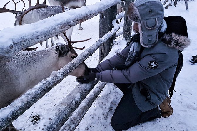 Guided reindeer farm visit and one hour sledge safari - Guide communication and the small-group advantage