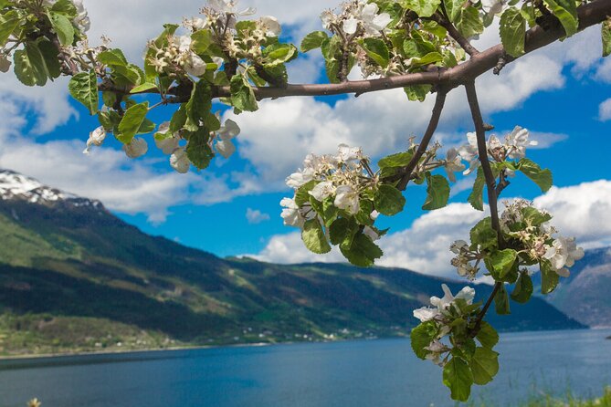 Guided tour to Hardanger Fjord, Waterfalls and Ferry Crossing - Norheimsund is your lunch stop