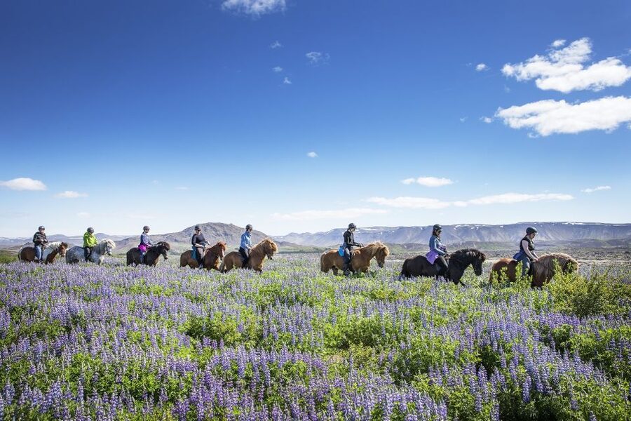 Hafnarfjörður: Horseback Riding Tour in Reykjavik Area - What the 50-minute route is like