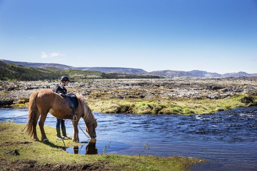 Hafnarfjörður: Horseback Riding Tour in Reykjavik Area - Meeting the Icelandic horse