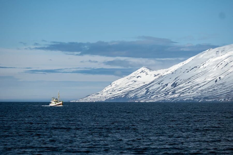 Hauganes: Whale Watching North Iceland - Key points to know before you book