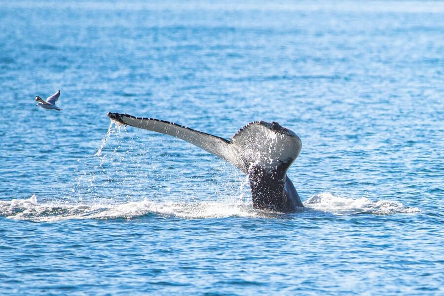 Hauganes: Whale Watching North Iceland - Hauganes is a smart base for Eyjafjörður whale watching