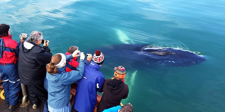 Hauganes: Whale Watching North Iceland - One hour in the whale feeding grounds