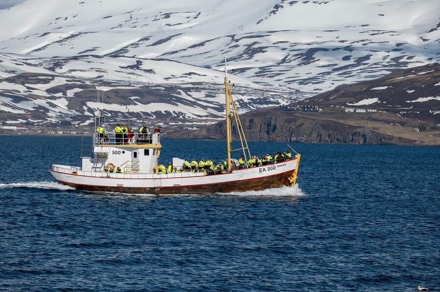 Hauganes: Whale Watching North Iceland - Local guides and a respectful approach to wildlife