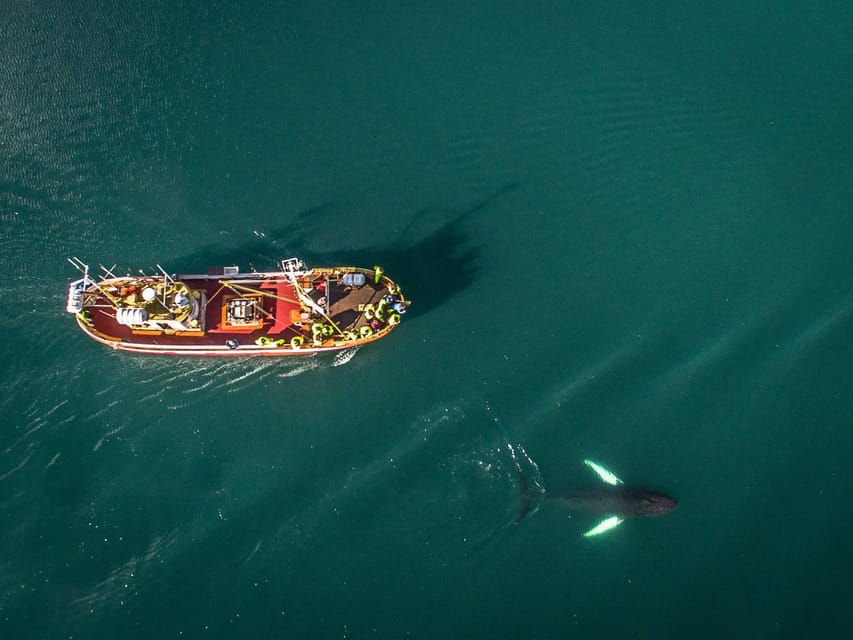 Hauganes: Whale Watching North Iceland - Winter trips, weather, and what to wear