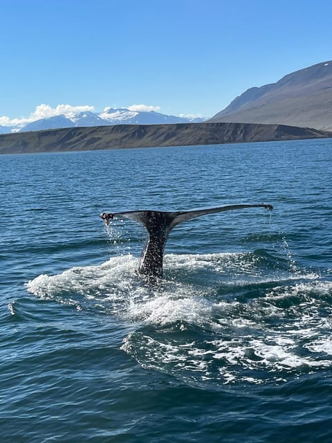 Hauganes: Whale Watching North Iceland - A historic fishing boat with whale watching in its bones