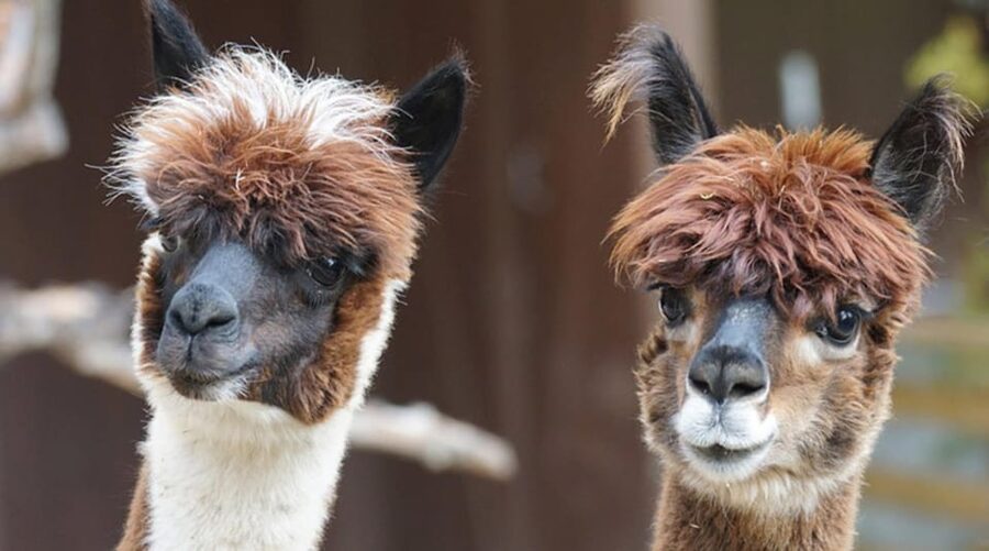 Helsinki: Alpaca Farm Tour with Guided Walk (private) - Leaving Helsinki for the alpaca farm