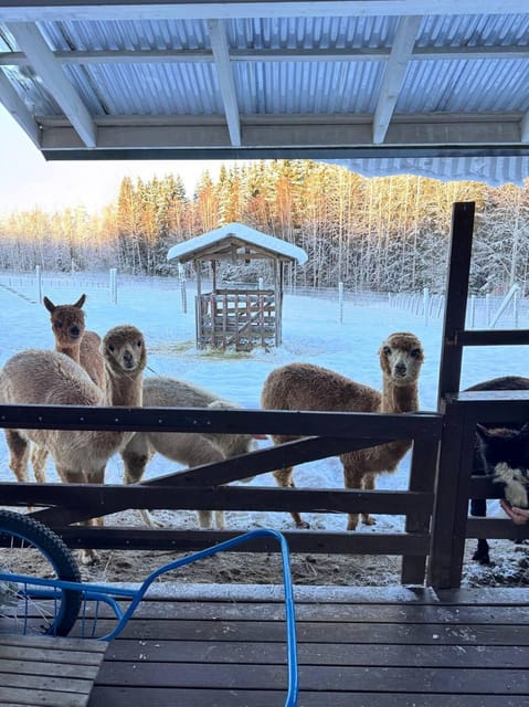 Helsinki: Alpaca Farm Tour with Guided Walk (private) - Clothes, shoes, and farm rules