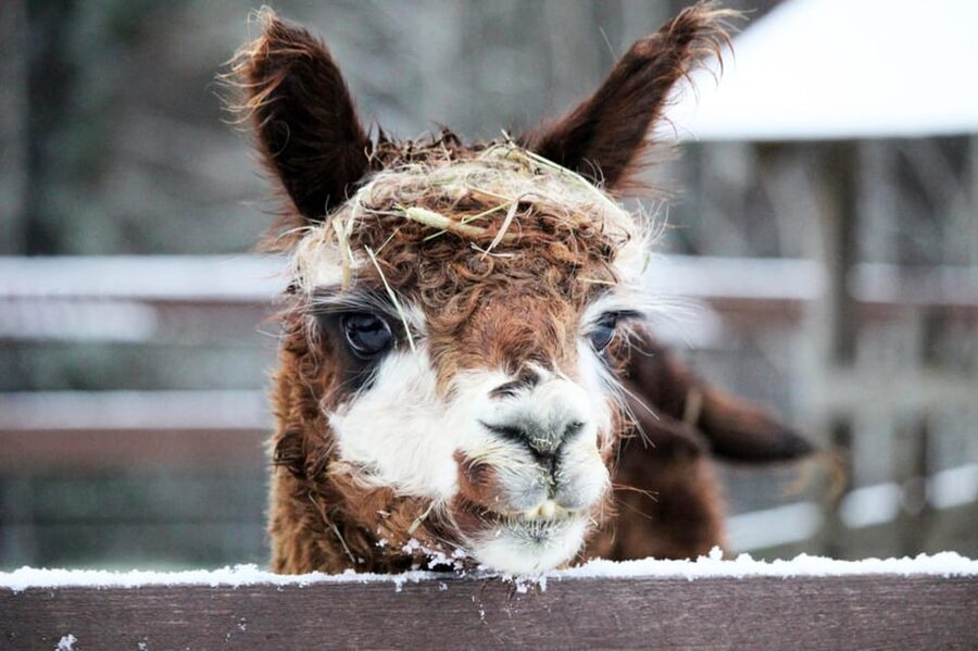 Helsinki: Alpaca Farm Tour with Guided Walk (private) - Cancellation and booking flexibility