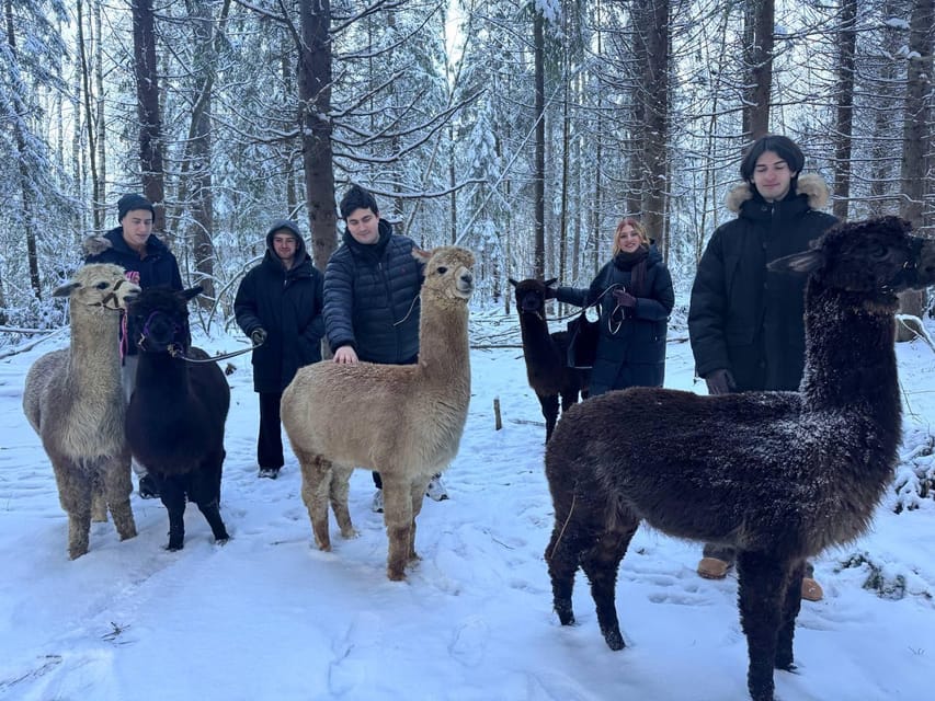 Helsinki: Alpaca Farm Tour with Guided Walk (private) - What makes the private format worthwhile