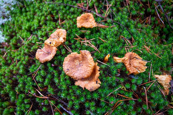 Helsinki: Nuuksio National park hiking with campfire lunch - What to bring for a comfortable outing