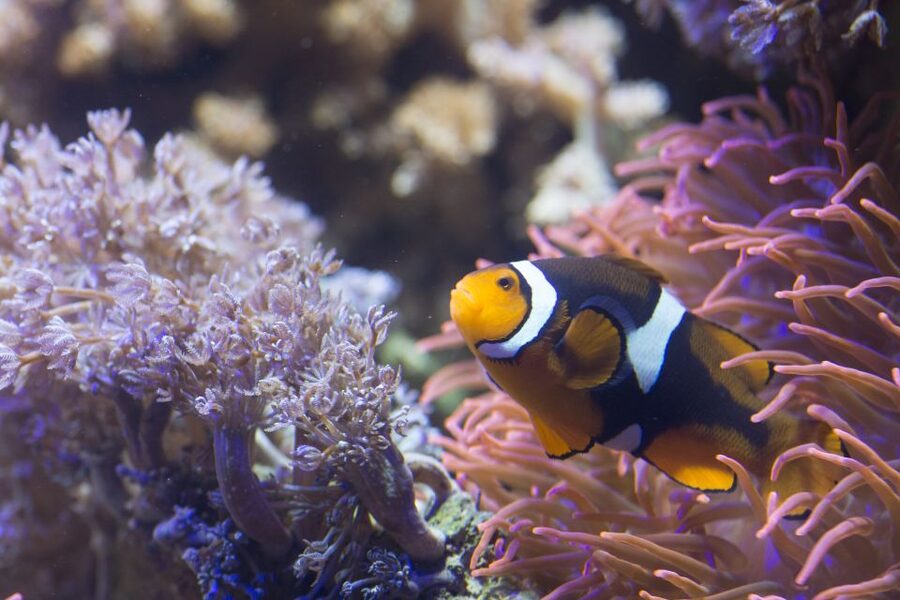 Helsinki: Sea Life Entrance Tickets - Walking beneath the tropical aquarium