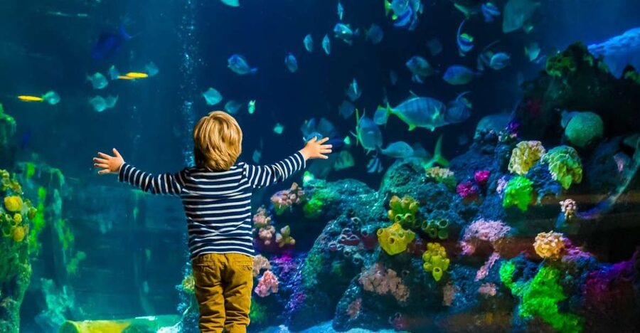 Helsinki: Sea Life Entrance Tickets - The Ocean Tank renovation dates