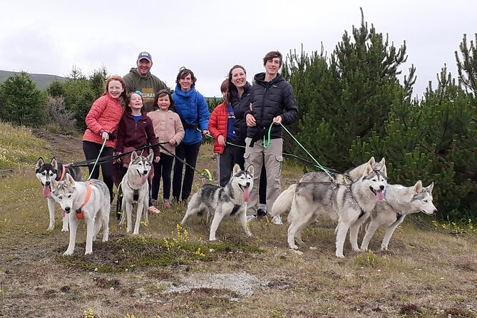 Hiking with Husky in Akureyri - Choosing a husky and getting ready to hike