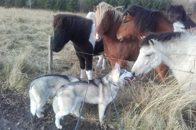 Hiking with Husky in Akureyri - Why the owner-led approach adds value
