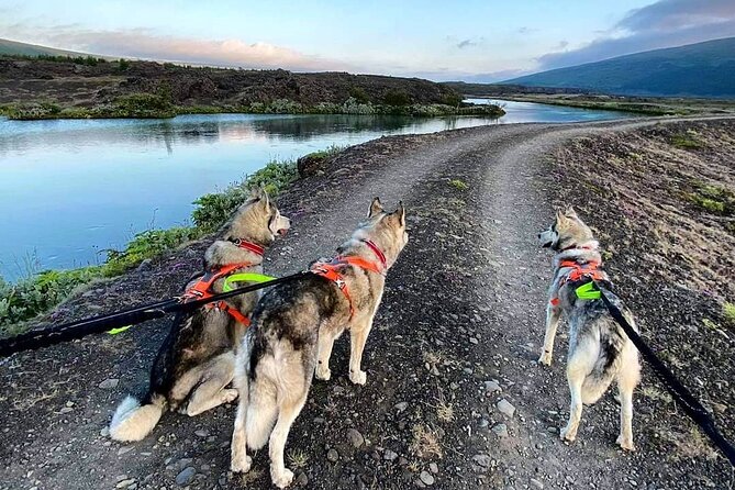 Hiking with Husky in Akureyri (private) - Meeting a North Iceland husky pack
