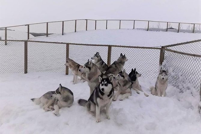 Hiking with Husky in Akureyri (private) - Coffee, stories, and time inside the family home
