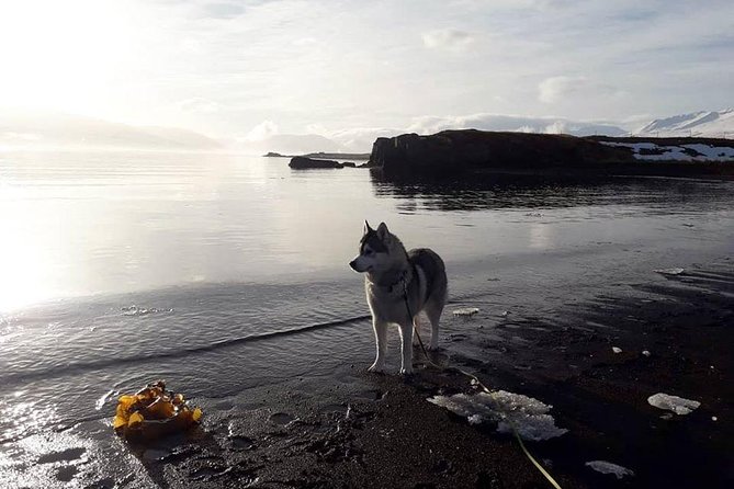 Hiking with Husky in Akureyri (private) - Choosing your hiking companion