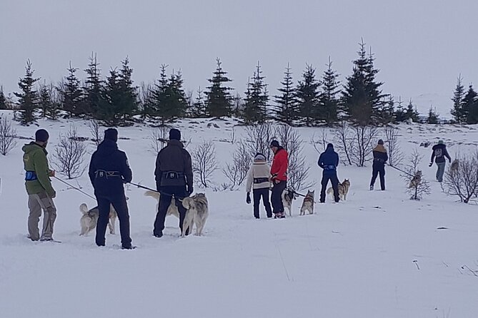 Hiking with Husky in Akureyri - Meeting the pack before the walk